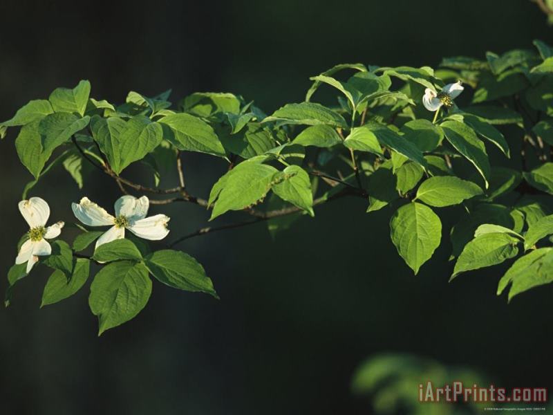 Dogwood Tree Branch with Blossoms painting - Raymond Gehman Dogwood Tree Branch with Blossoms Art Print