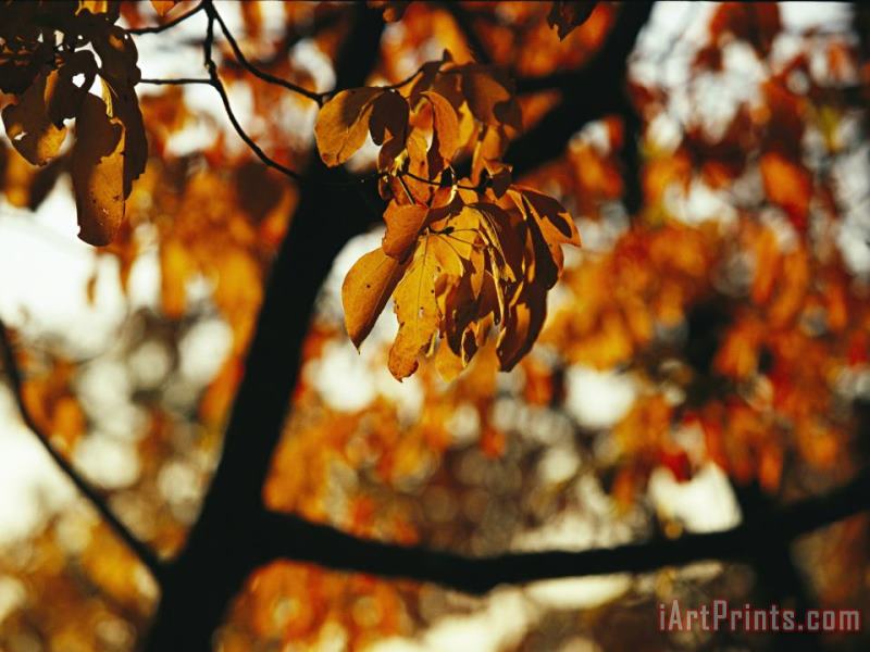 Raymond Gehman Dogwood Tree in Golden Fall Color Art Painting