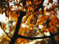 Raymond Gehman Dogwood Tree in Golden Fall Color