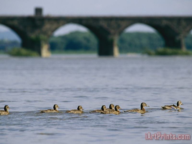 Raymond Gehman Ducks Paddle Across The Susquehanna River Near The Rockville Bridge Art Print