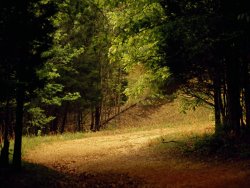Raymond Gehman Eagle Point Trail Winding Through a Peaceful Forest