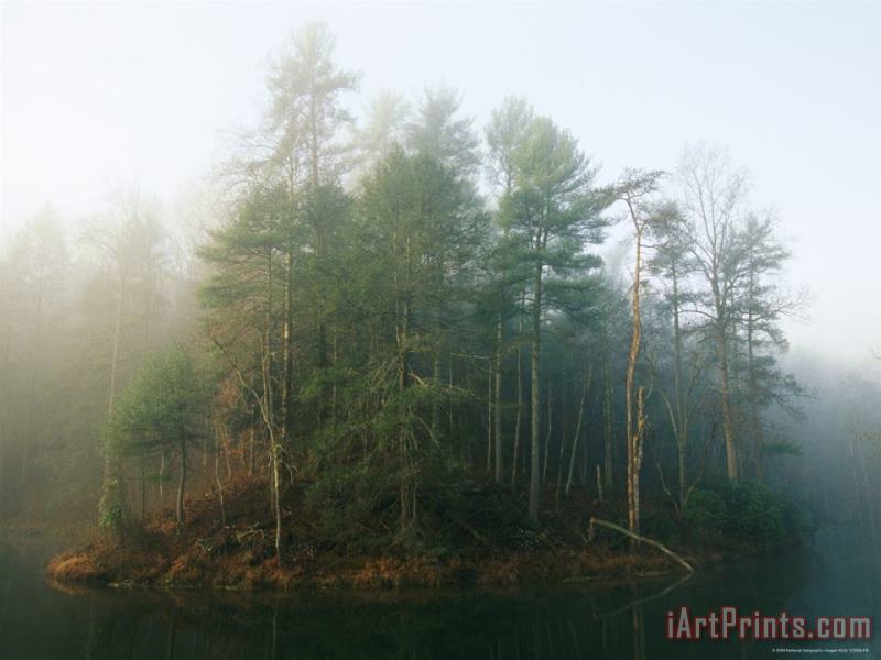 Raymond Gehman Early Morning Fog in The Trees Around Otter Lake Art Print