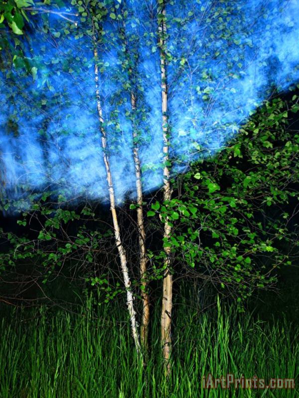 Raymond Gehman Early Summer Leaves of Aspen Trees Stand Out Against a Twilight Sky Art Painting