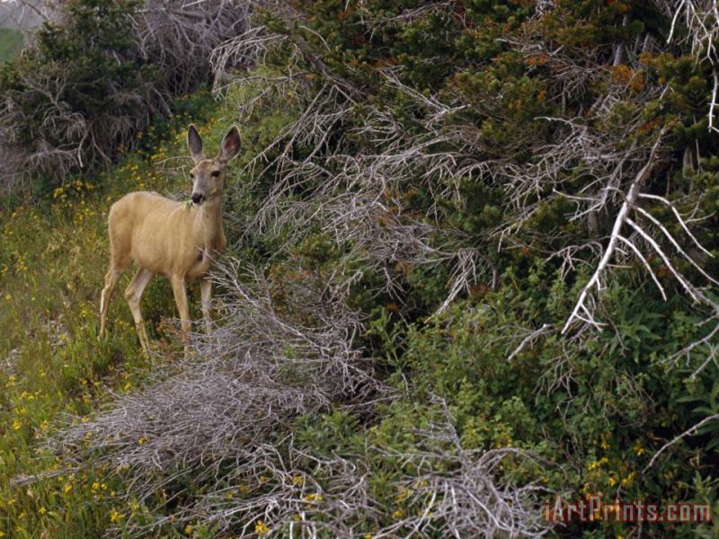 Raymond Gehman Ears Cocked a Mule Deer Pauses in a Clearing in Cascade Canyon Art Print