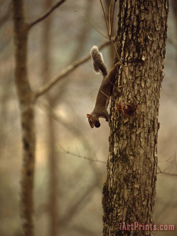 Raymond Gehman Eastern Gray Squirrel on a Tree Trunk with a Nut in It's Mouth Art Print