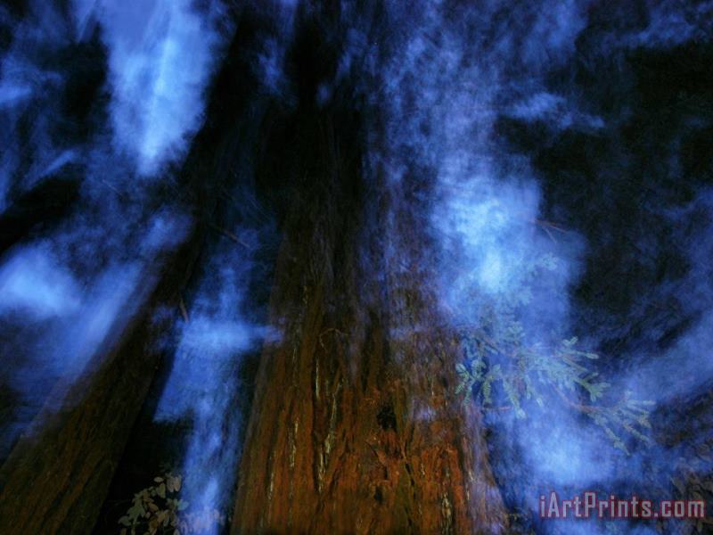 Eerie Image of Giant Redwoods From Directly Below at Night painting - Raymond Gehman Eerie Image of Giant Redwoods From Directly Below at Night Art Print