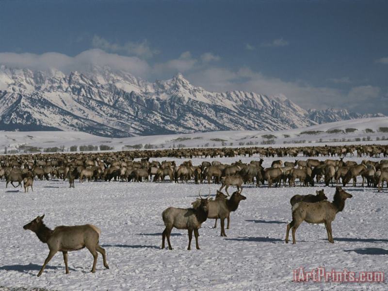 Raymond Gehman Elk Or Wapiti at The National Elk Refuge Jackson Wyoming Art Painting