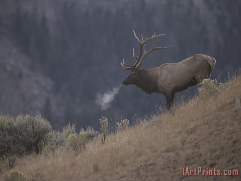 Raymond Gehman Elk Or Wapiti Bull on a Hillside in Yellowstone National Park Art Painting