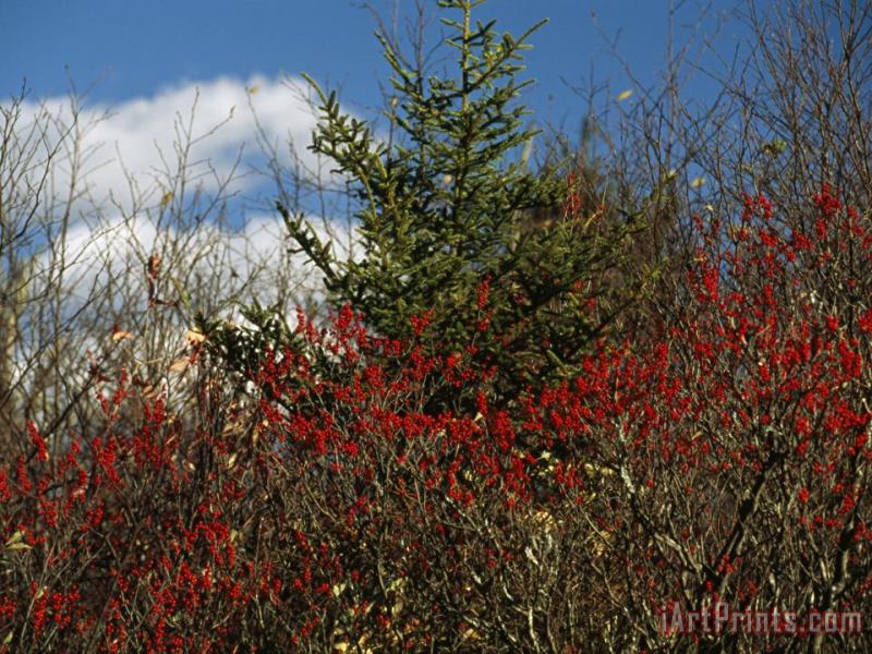 Raymond Gehman Evergreen Tree And Shrubs with Autumn Hues Art Painting