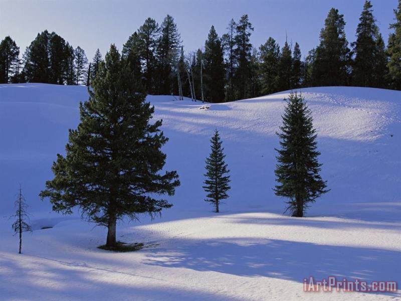 Evergreens Grace a Snowy Landscape painting - Raymond Gehman Evergreens Grace a Snowy Landscape Art Print