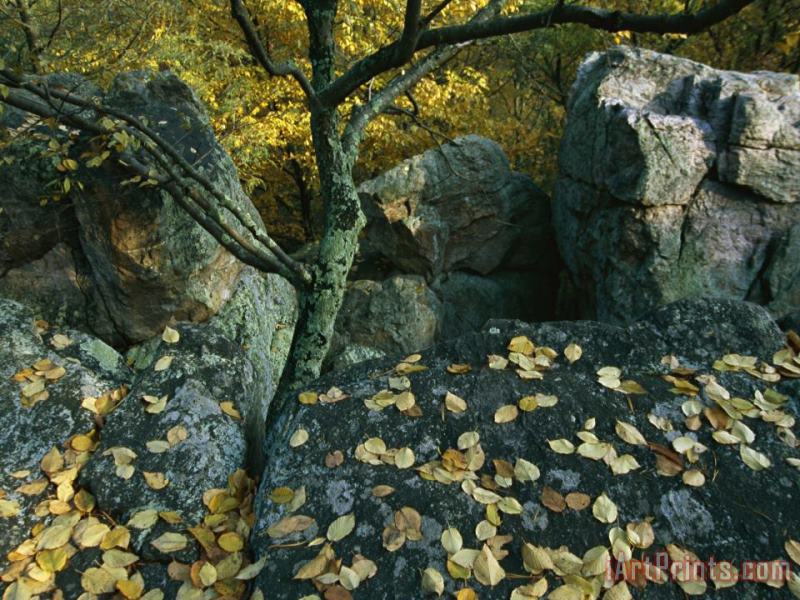 Fall Leaves on Rocks Along The Appalachian Trail painting - Raymond Gehman Fall Leaves on Rocks Along The Appalachian Trail Art Print