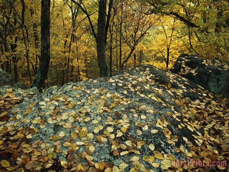 Fall Leaves on Rocks in an Appalachian Trail Forest painting - Raymond Gehman Fall Leaves on Rocks in an Appalachian Trail Forest Art Print