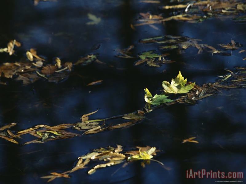 Fall Tinged Maple Leaves Float in Water Reflecting The Blue Sky painting - Raymond Gehman Fall Tinged Maple Leaves Float in Water Reflecting The Blue Sky Art Print