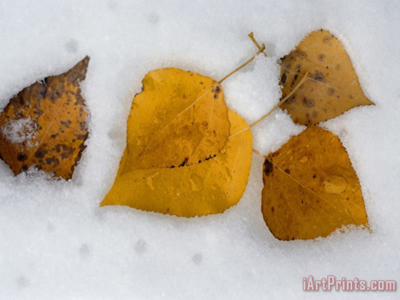 Fallen Aspen Leaves in Snow Near Moraine Lake painting - Raymond Gehman Fallen Aspen Leaves in Snow Near Moraine Lake Art Print