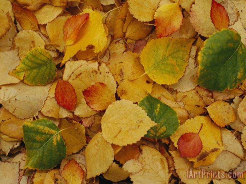 Raymond Gehman Fallen Autumn Leaves Art Painting