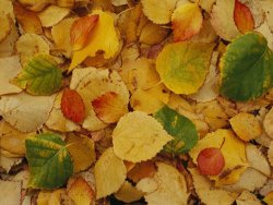 Raymond Gehman Fallen Autumn Leaves