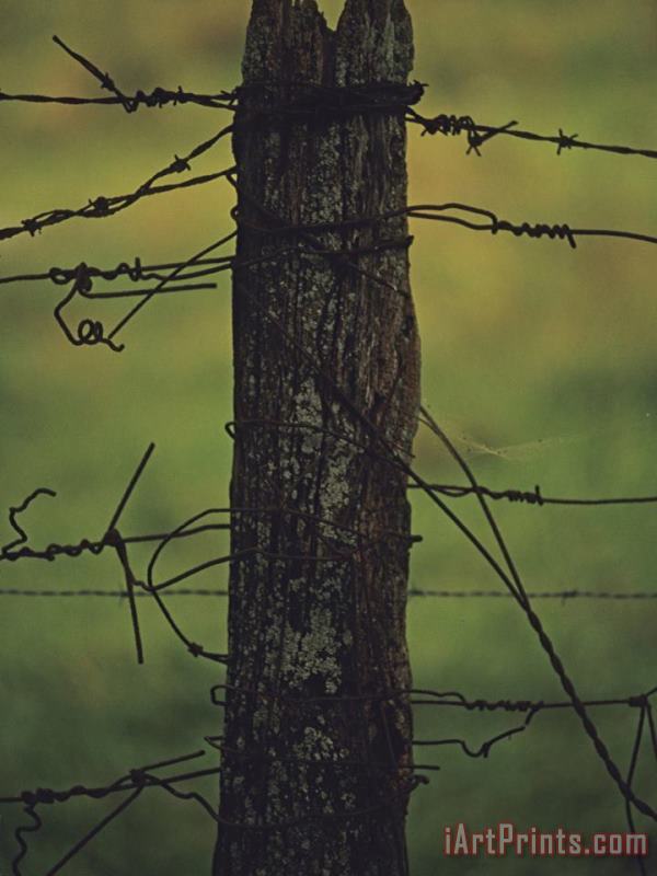 Raymond Gehman Fence Post with Tangled Knots of Barbed Wire Art Painting