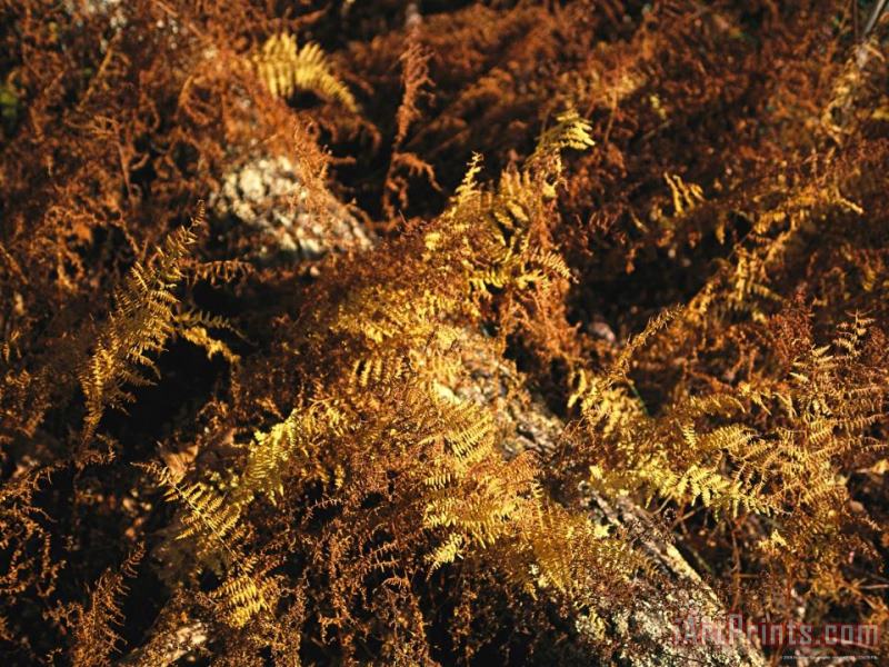 Raymond Gehman Ferns in Autumn Brown Covering a Fallen Tree Art Print
