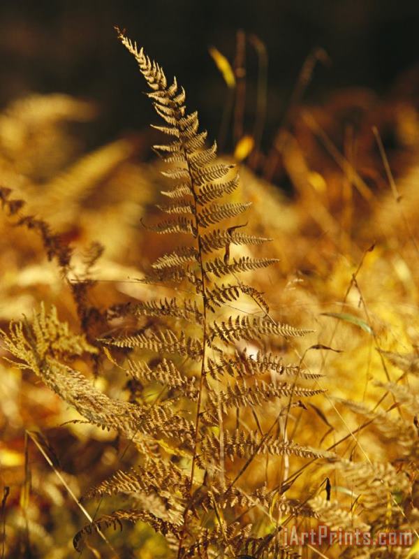 Ferns Turned Golden by The Autumn Season painting - Raymond Gehman Ferns Turned Golden by The Autumn Season Art Print