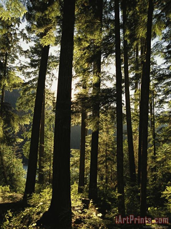 Fir Trees Tower in a Northwest Forest painting - Raymond Gehman Fir Trees Tower in a Northwest Forest Art Print