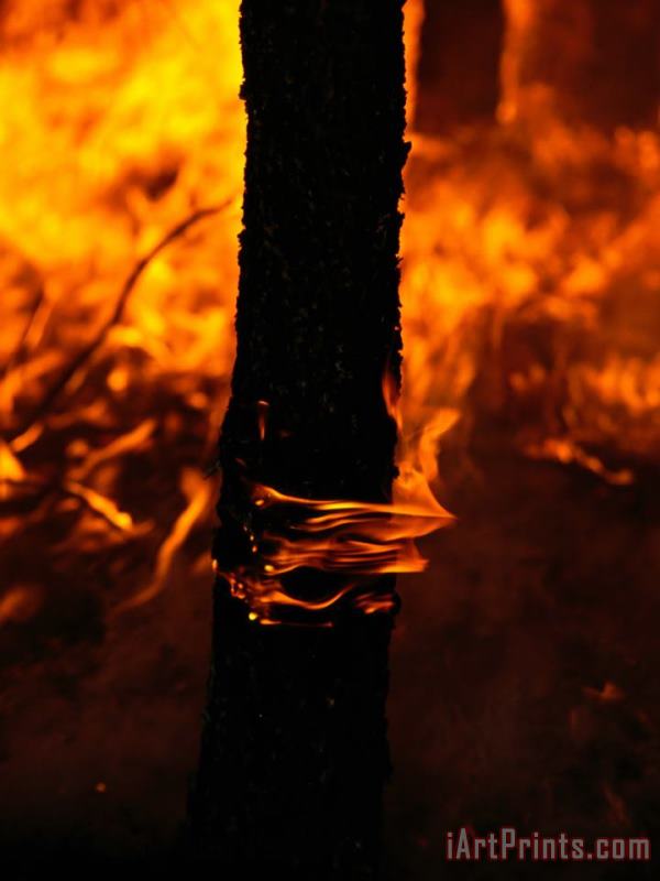 Raymond Gehman Fire Burns a Ponderosa Pine Forest on The Reservation Art Print