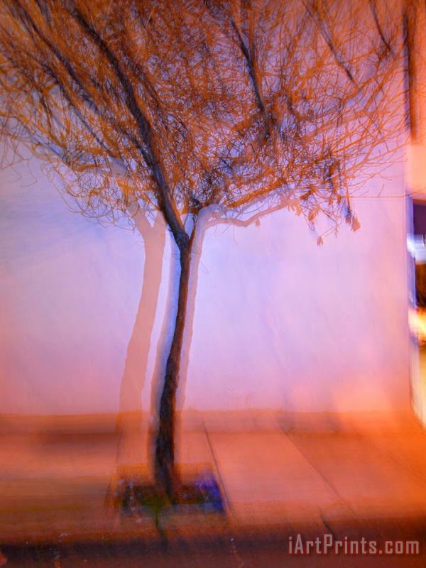 Raymond Gehman Flashed Tree And Its Shadow on a Wall in San Francisco Art Painting
