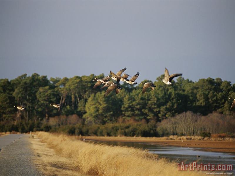 Flock of Canada Geese Take Flight From a Marsh painting - Raymond Gehman Flock of Canada Geese Take Flight From a Marsh Art Print