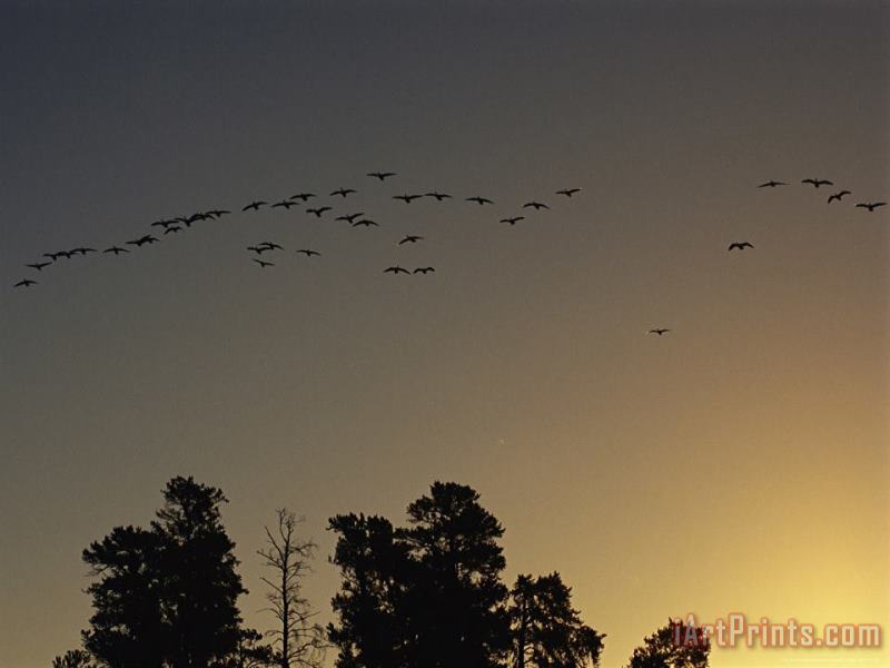 Raymond Gehman Flock of Geese Take Flight As The Sun Sets on a Manitoba Park Art Print