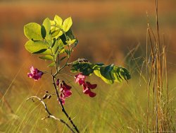 Raymond Gehman Flowers And Leaves of a Dwarf Locust Tree