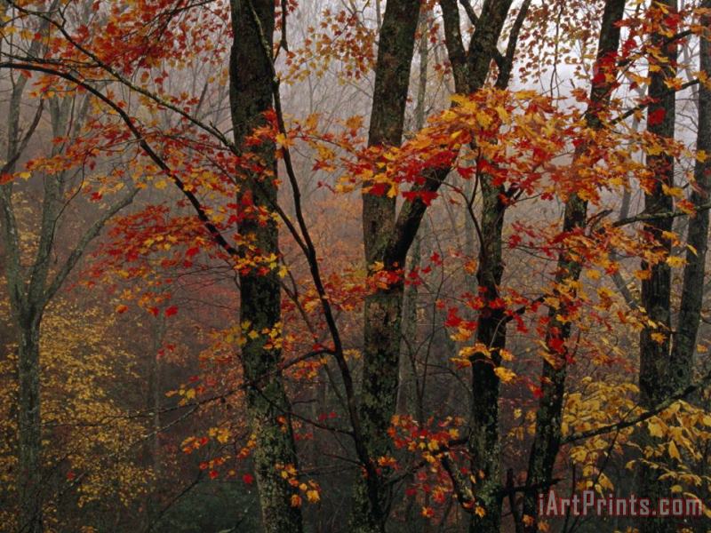 Fog And Colorful Maple Leaves in Appalachian Forest on Paint Mt Road painting - Raymond Gehman Fog And Colorful Maple Leaves in Appalachian Forest on Paint Mt Road Art Print