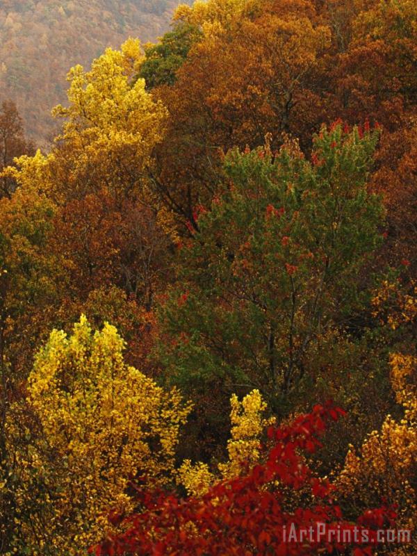 Raymond Gehman Forest Stand of Maples And Oaks in Autumn Hues on a Mountain Side Art Print