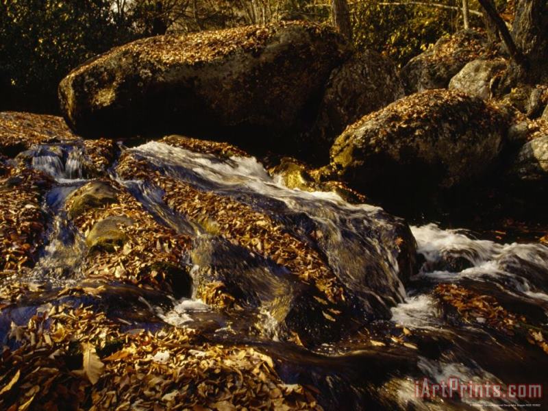 Raymond Gehman Fox Creek And Autumn Leaves in The Jefferson National Forest Art Painting