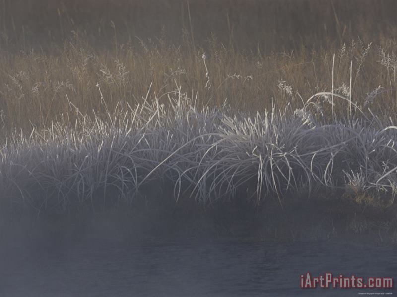 Frost Coats Sedges Along Obsidian Creek in The Early Morning painting - Raymond Gehman Frost Coats Sedges Along Obsidian Creek in The Early Morning Art Print