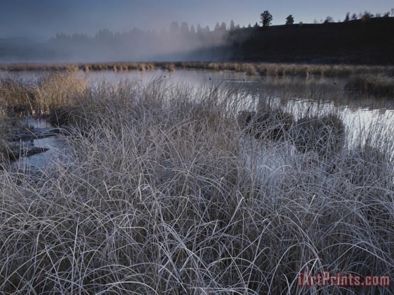 Frost Covered Grasses And Early Morning Mist Over Teton Marsh Area painting - Raymond Gehman Frost Covered Grasses And Early Morning Mist Over Teton Marsh Area Art Print