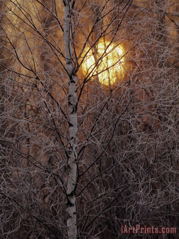 Frost Covered White Birch Trees with The Sun Rising Behind painting - Raymond Gehman Frost Covered White Birch Trees with The Sun Rising Behind Art Print