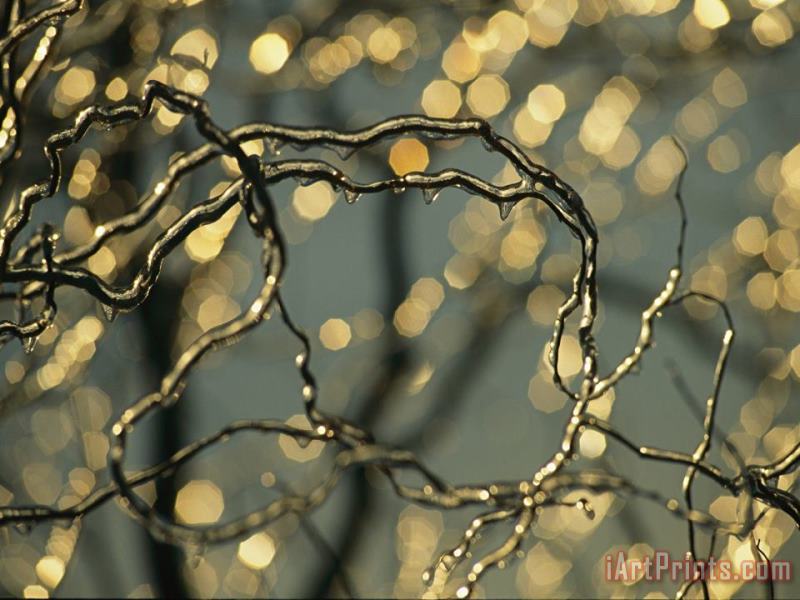 Frozen Twigs of a Corkscrew Willow Sparkle in The Sunlight painting - Raymond Gehman Frozen Twigs of a Corkscrew Willow Sparkle in The Sunlight Art Print