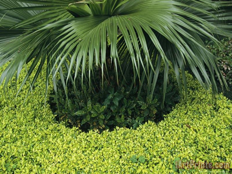 Raymond Gehman Garden Detail with Palmetto Fronds And Ground Cover Art Painting