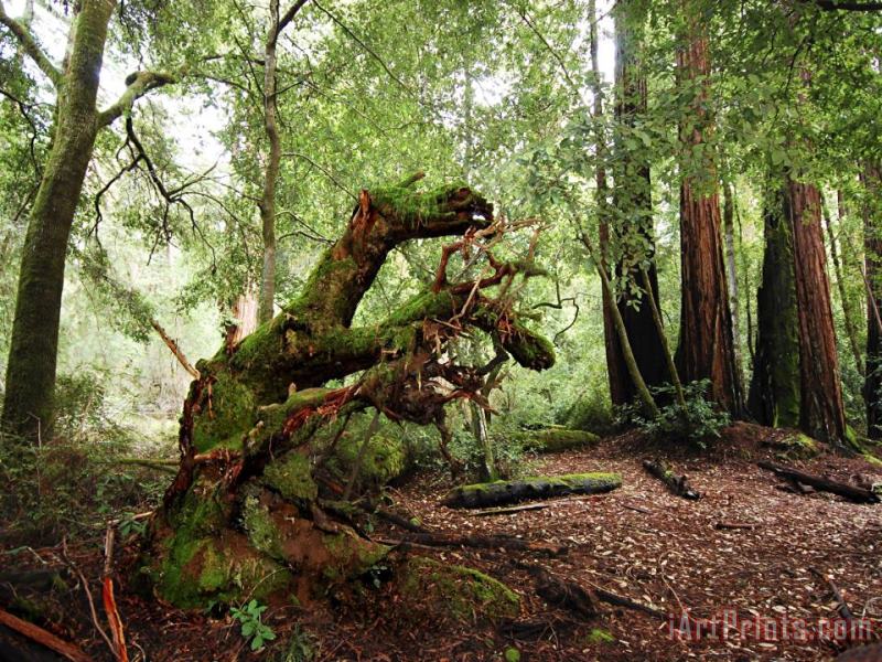 Giant Redwood Tree Root Ball Looking Like a Leaping Horse painting - Raymond Gehman Giant Redwood Tree Root Ball Looking Like a Leaping Horse Art Print