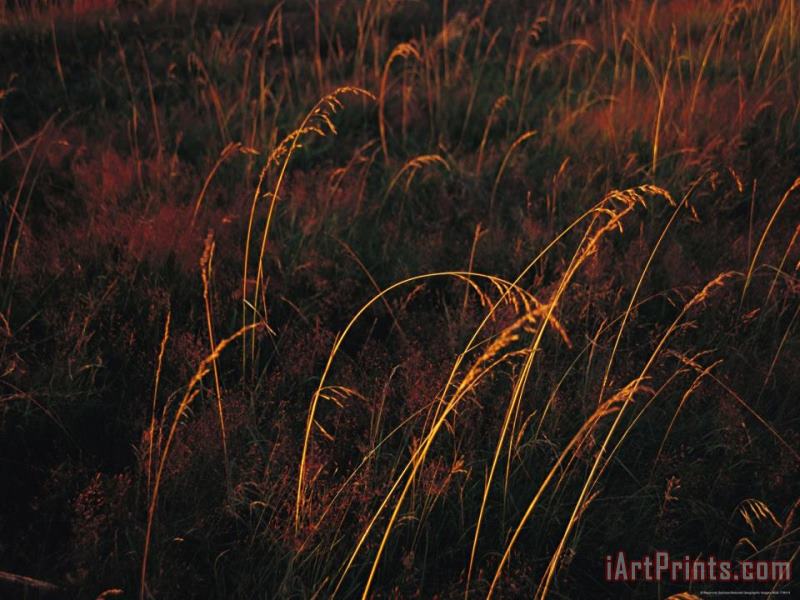 Grasses Glow Golden in Evening's Light painting - Raymond Gehman Grasses Glow Golden in Evening's Light Art Print