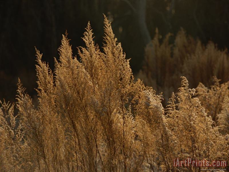 Raymond Gehman Grasses in Autumn Colors Along The Edge of a Maritime Forest Art Painting