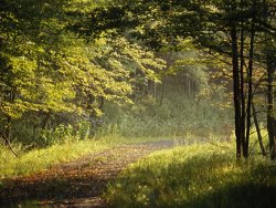 Raymond Gehman Gravel Road Through The Edge of a Forest in Early Morning Light
