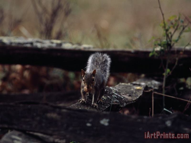 Gray Squirrel with an Acorn in It's Mouth painting - Raymond Gehman Gray Squirrel with an Acorn in It's Mouth Art Print