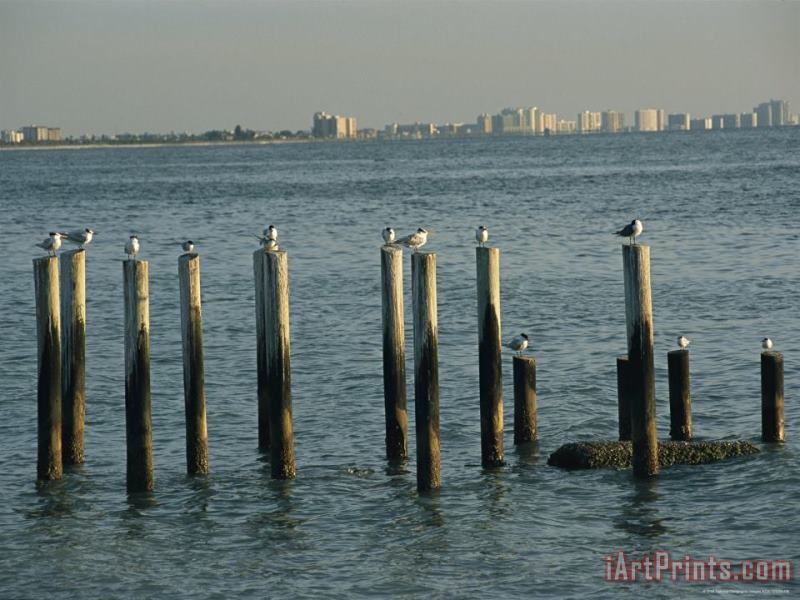 Raymond Gehman Gulls Perch on Derelict Pier Across The Gulf From Clearwater Florida Art Print