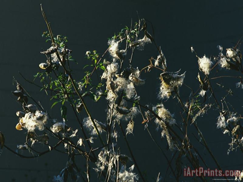 Hairtufted Seeds And Branches of a Common Milkweed Milky Sap From Leaves And Stems Is Poisonous painting - Raymond Gehman Hairtufted Seeds And Branches of a Common Milkweed Milky Sap From Leaves And Stems Is Poisonous Art Print