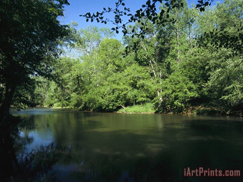 Hardwood Forest on The Eno River in Spring painting - Raymond Gehman Hardwood Forest on The Eno River in Spring Art Print