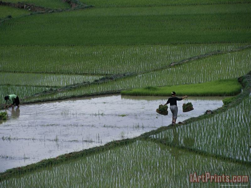 Harvesting Rice Zhuang Tribe Guangxi Autonomous Region China painting - Raymond Gehman Harvesting Rice Zhuang Tribe Guangxi Autonomous Region China Art Print