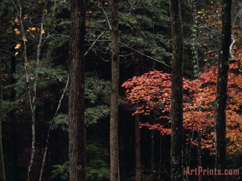 Hemlocks And Maples Are Part of Appalachian Woodlands Paint Creek painting - Raymond Gehman Hemlocks And Maples Are Part of Appalachian Woodlands Paint Creek Art Print