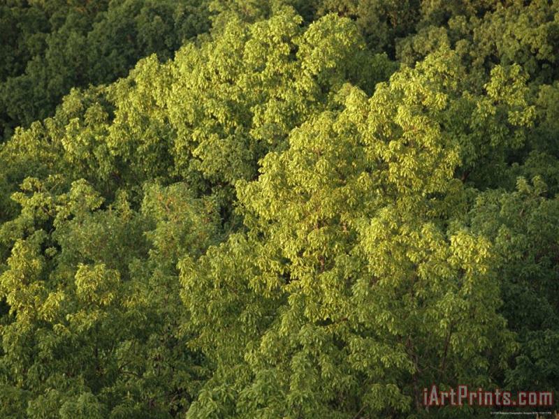 Raymond Gehman Hickory Tree Forest in Late Afternoon Light Art Print
