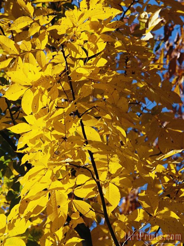 Raymond Gehman Hickory Tree in Golden Fall Color Art Print