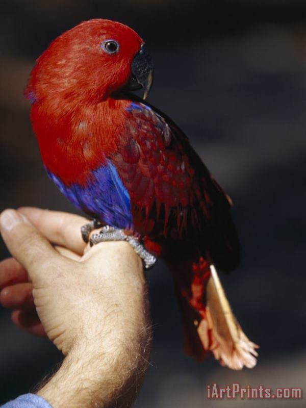 Raymond Gehman Hiker's Pet Bird Solomon Island Eclectus Rests on His Finger Art Painting